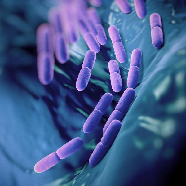 A mixed-culture model of a probiotic biofilm control system A mixed-culture model of a probiotic biofilm control system