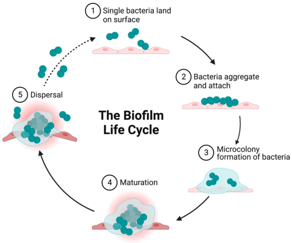 A Nonlinear Master Equation for a Degenerate Diffusion Model of Biofilm Growth A Nonlinear Master Equation for a Degenerate Diffusion Model of Biofilm Growth